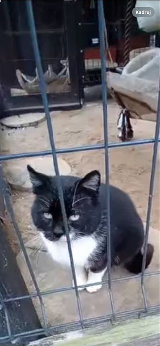 8 letni Dante ( jedynak) szuka domu