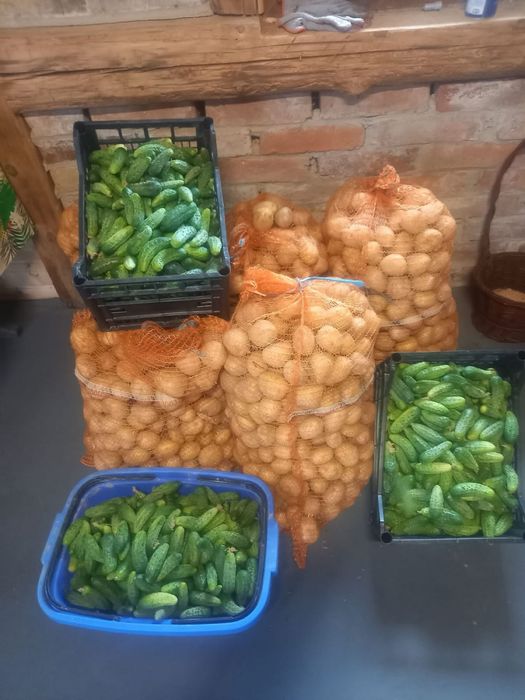Warzywa ogorki i ziemniaki