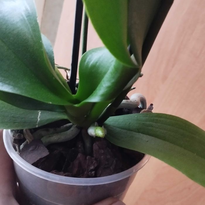 Продам орхідею Бебі Динаміт