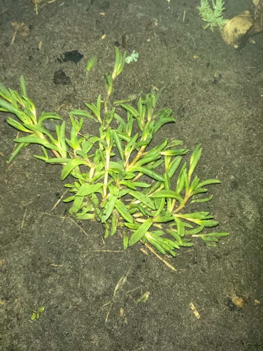 Делосперма очіток почвопокривний