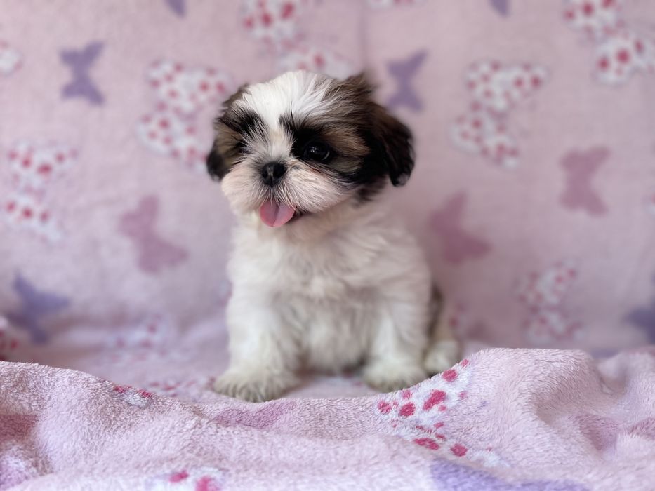 Ши-тщу крихітки Київ