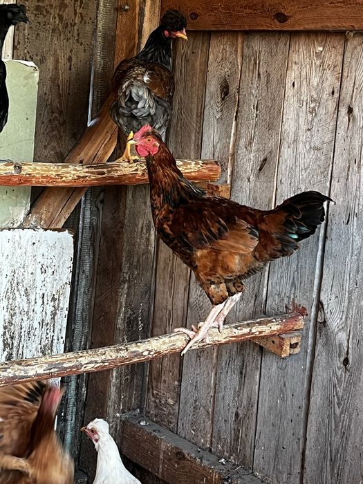 Koguty/kogut ayman cemami