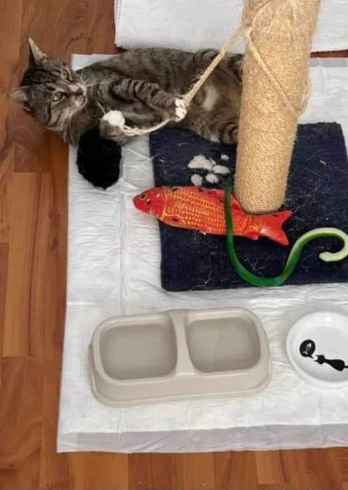 OGONIMIR - szuka domku tymczasowego lub stałego