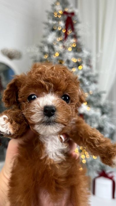 Мальтіпу та той-пудель