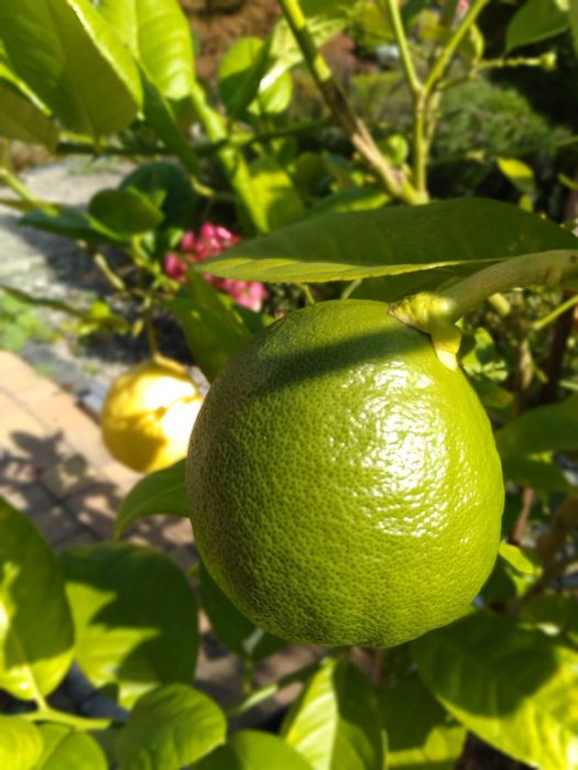 Cytryna owocująca w donicy z owocami.