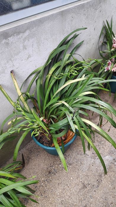 Orquídea verde amarela e vermelha