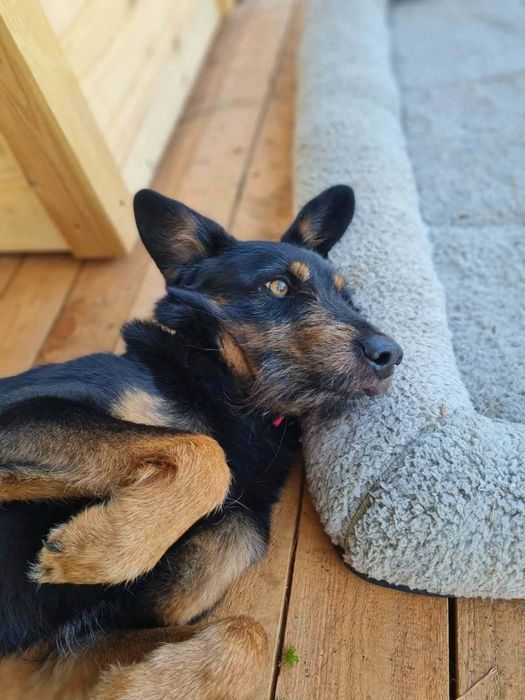 Pieski do adopcji