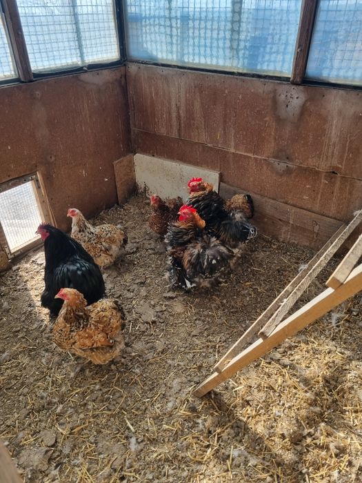 Kochin kochiny porcelanowe miniaturowy