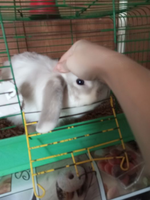 Віддам в добрі руки