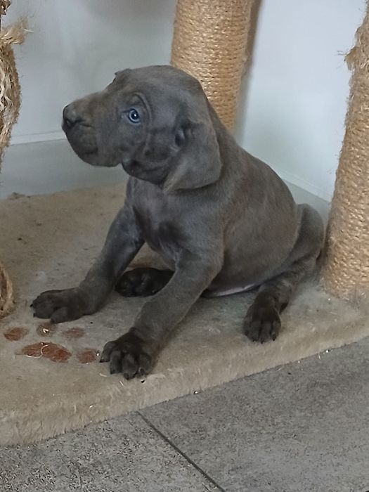 Wyżeł Weimarski śliczny piesek