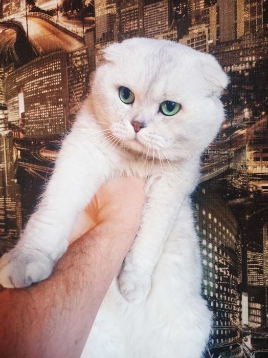 Шотландский котёнок