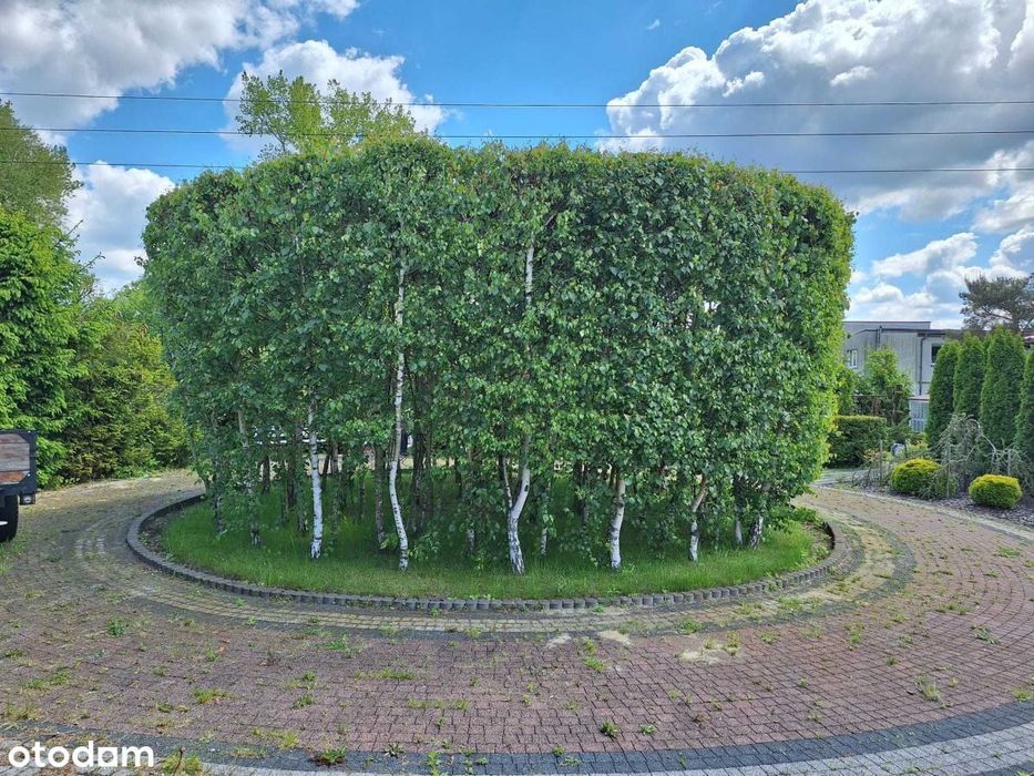 Działka budowlana Sośnie