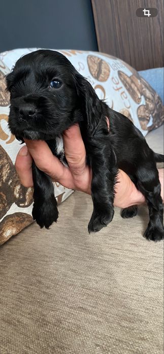 Cocker spaniel piesek