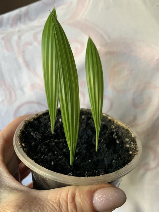 Пальма Лівістона, Лівітонія, сіянці, насіння РОЗПРОДАЖ