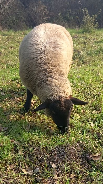 Borrega sulfolk femea