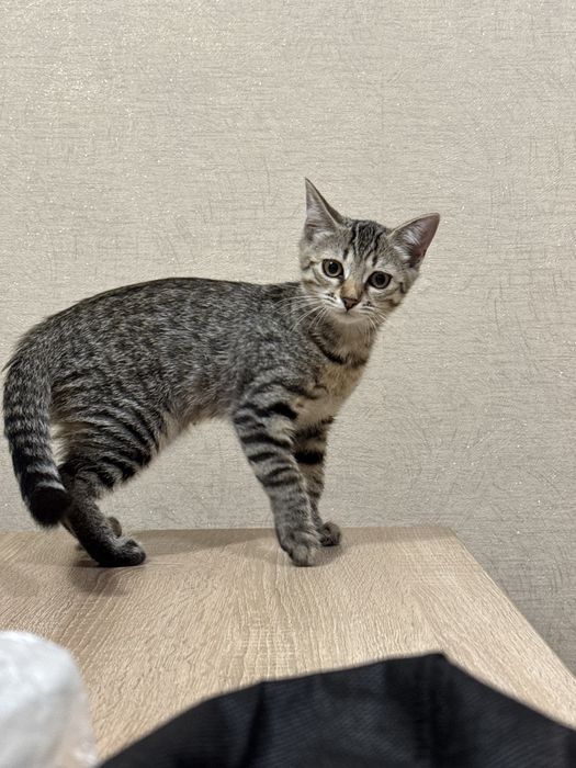 Киці дівчинки 3,5 міс. шукають  родину