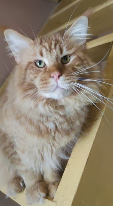 Maine Coon niebieski kocurek hodowla FPL