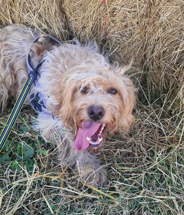 Noa - cão médio para adoção