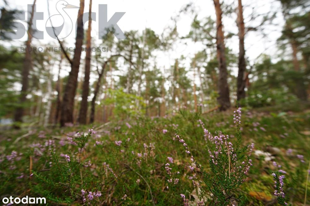 Działka budowlana na Wydmach  2221 m2 - bez prowizji