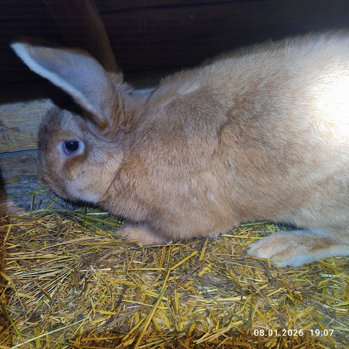 Продам кролів німецький строкатий