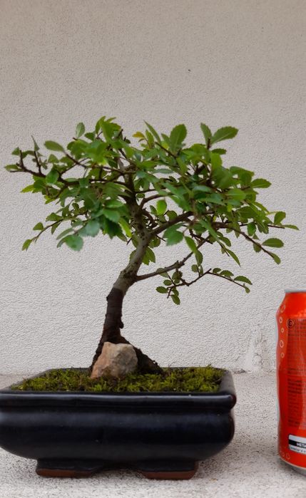 Bonsai Ulmeiro- Ulmus Parvifolia