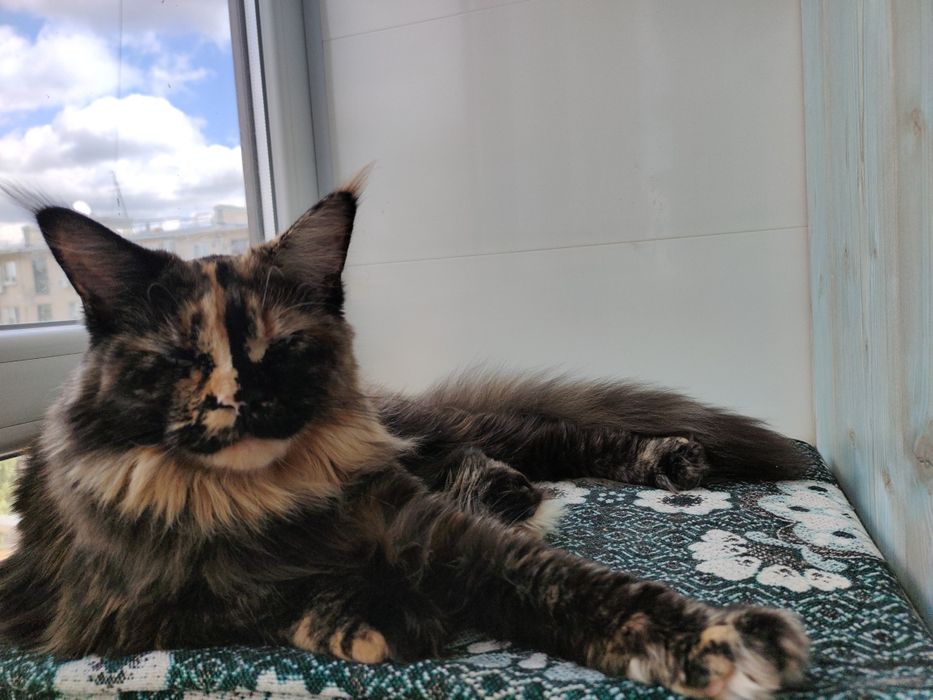 Черепаховая кошка Мейн Кун.