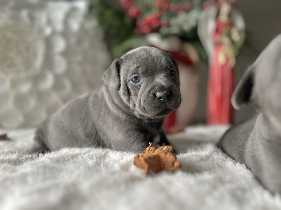 Staffordshire Bull Terrier Staffik