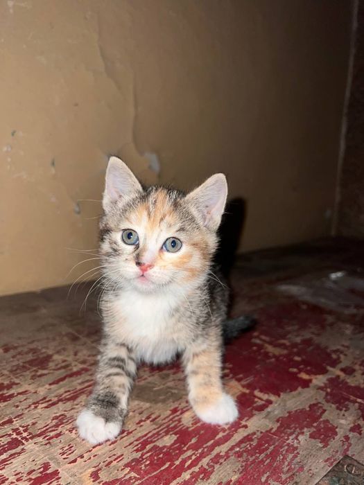 Кошенята безкоштовно