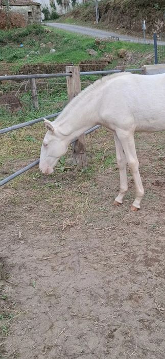 Poldra psl 4 meses