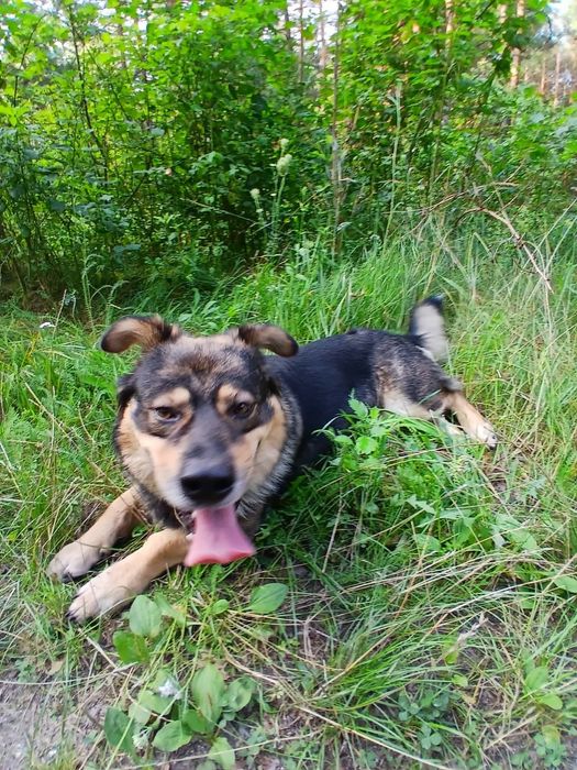 Teddy do adopcji