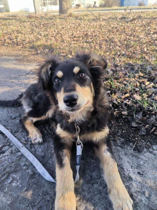 Лейла шукає своїх людей