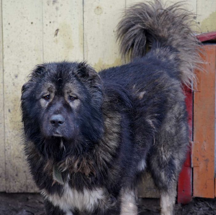Цуценята кавказьких вівчарок