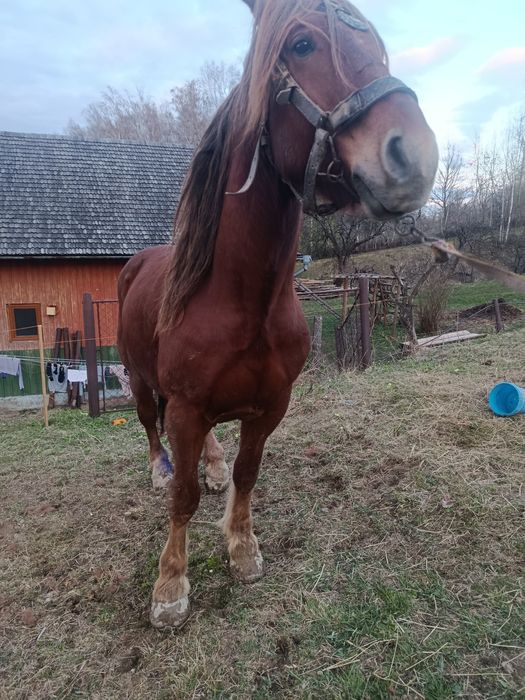 Продається кінь..