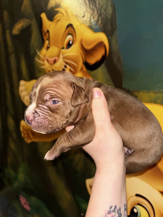 Amsatff Szczenie czekolada