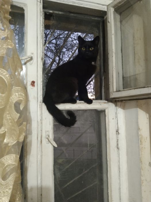 Кошечка Эмми ищет семьб