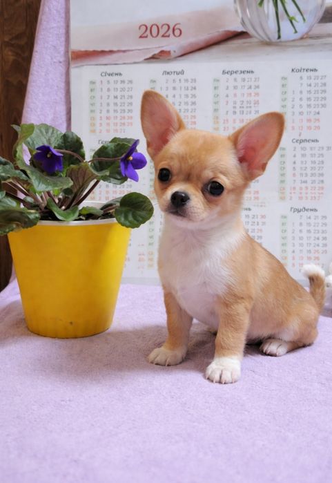 Пропоную дівчинку  чіхуахуа