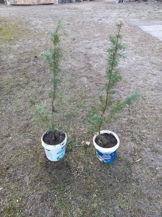 Jałowiec pospolity w doniczce - dobrze znosi susze: 80 cm wysokości