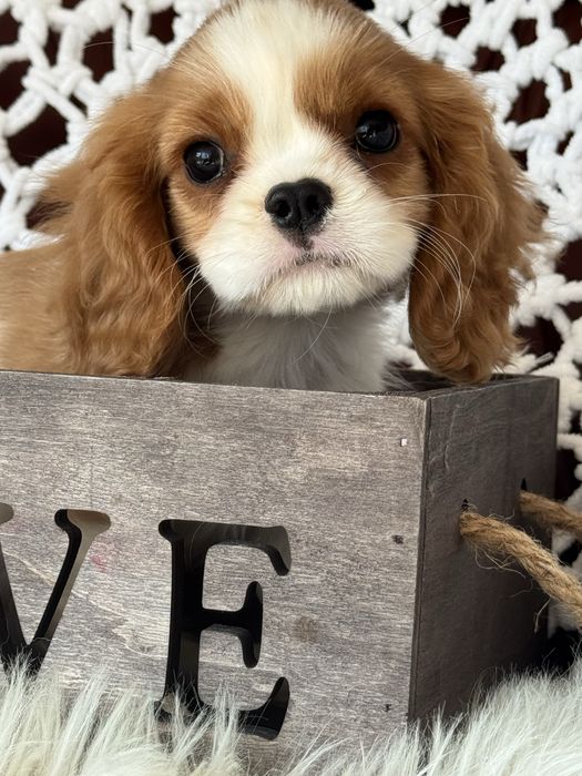 Sunia blenheim - Cavalier King Charles Spaniel