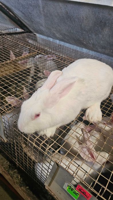 Сукрольні самки Термонський Білий (Термонська Біла)