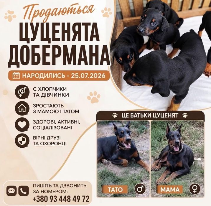Красиві Добермани