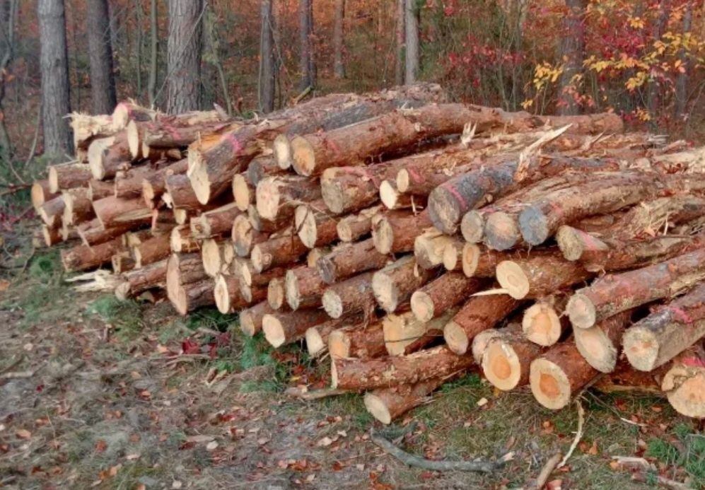 Sosna na opał we Wałkach, Kłodach