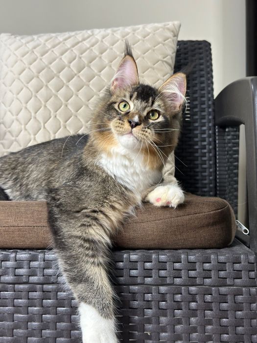 Ares-Kocurek Maine Coon