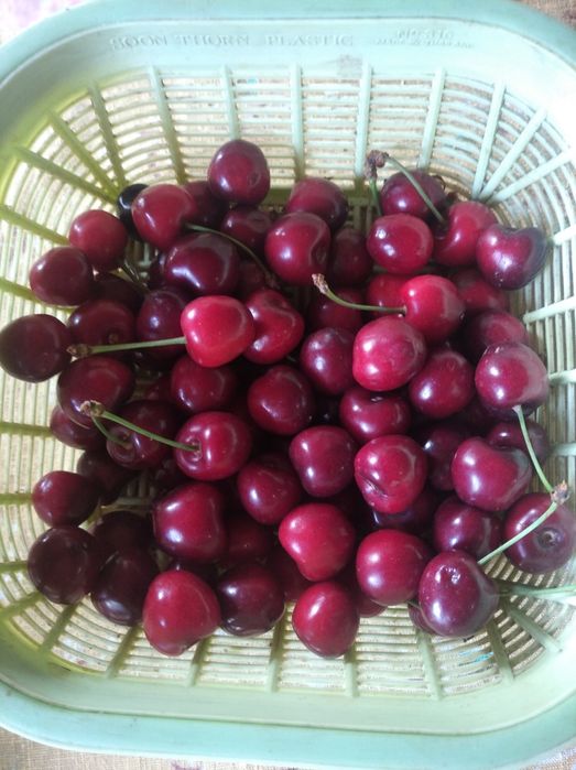 Продам черешню 50 грн / кг