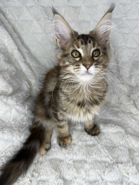 Kotka  Maine Coon Felis/FiFe