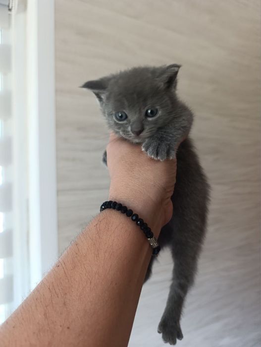 Кошенята шукають люблячу родину