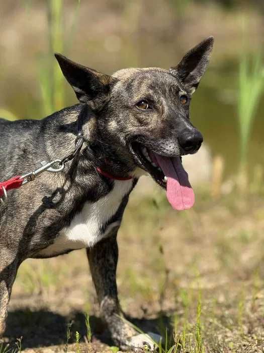 Lego przyjaciel ludzi do adopcji