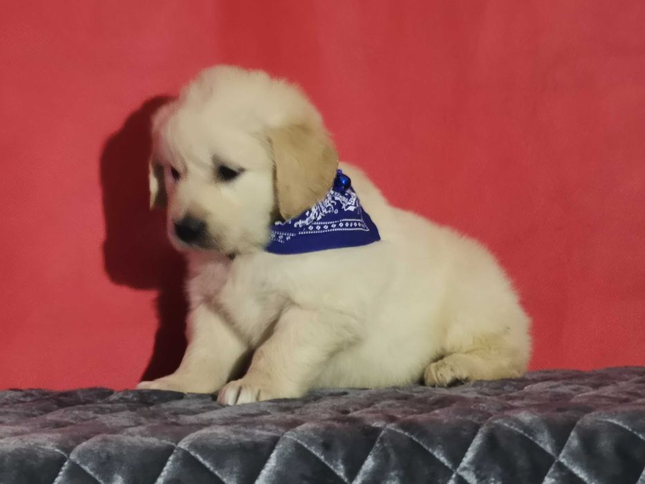 Golden retriever piesek kremowo złoty