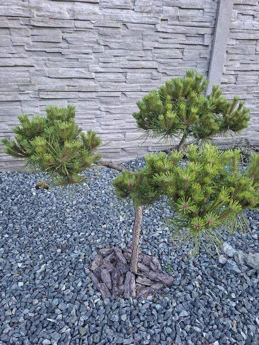Iglak szczepiony na pniu Pinus Mugo Bambino