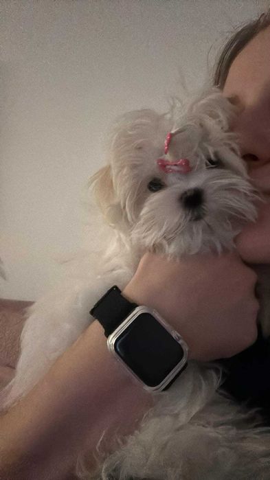 Piesek rasy maltańczyk