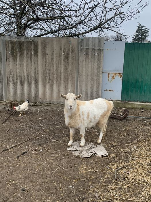 Продається молода коза, 1 рік